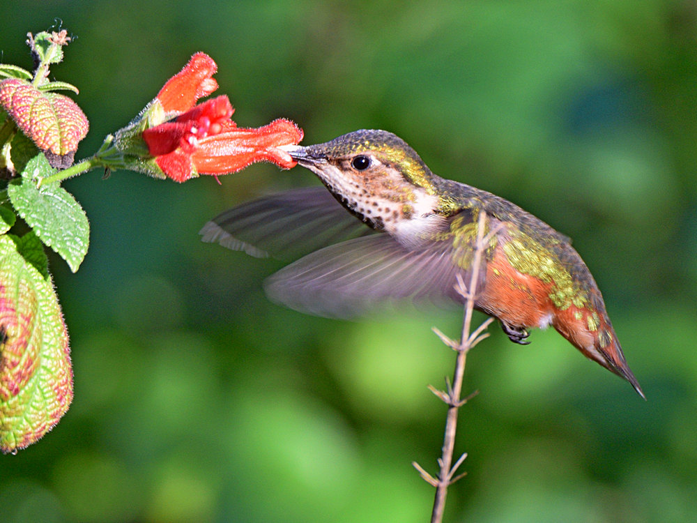 Hummer.jpg