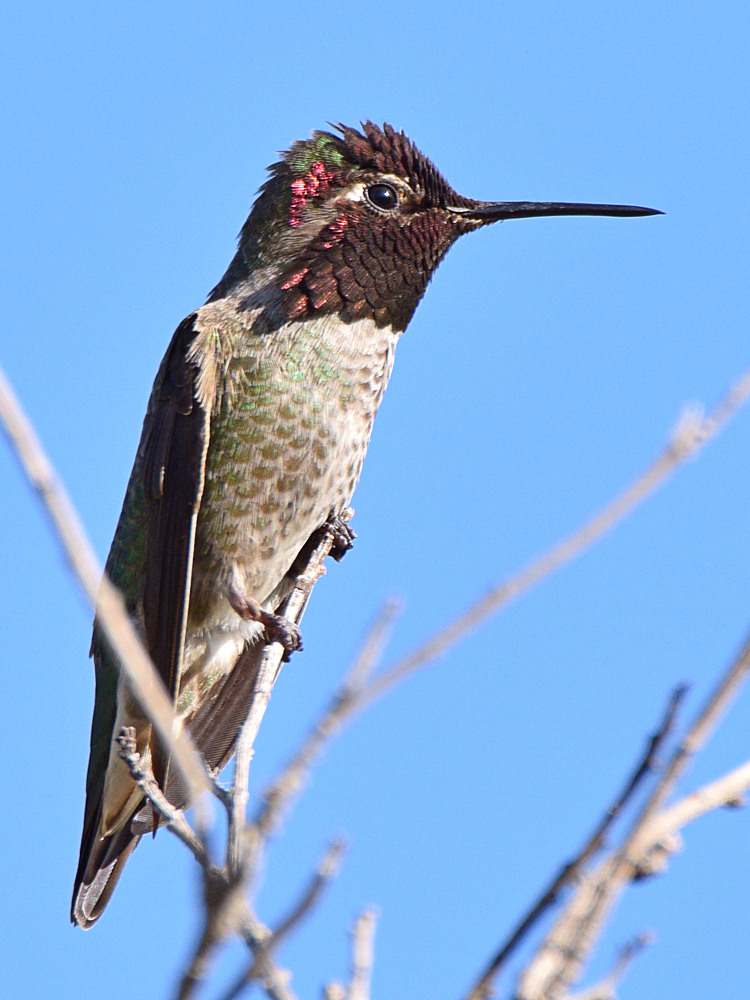 Hummer.jpg