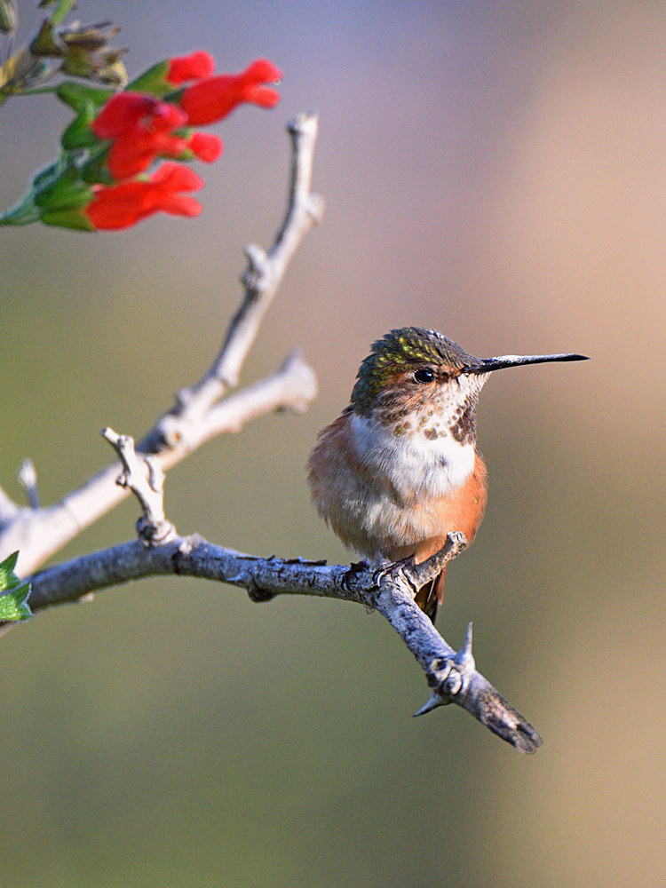 Hummer.jpg