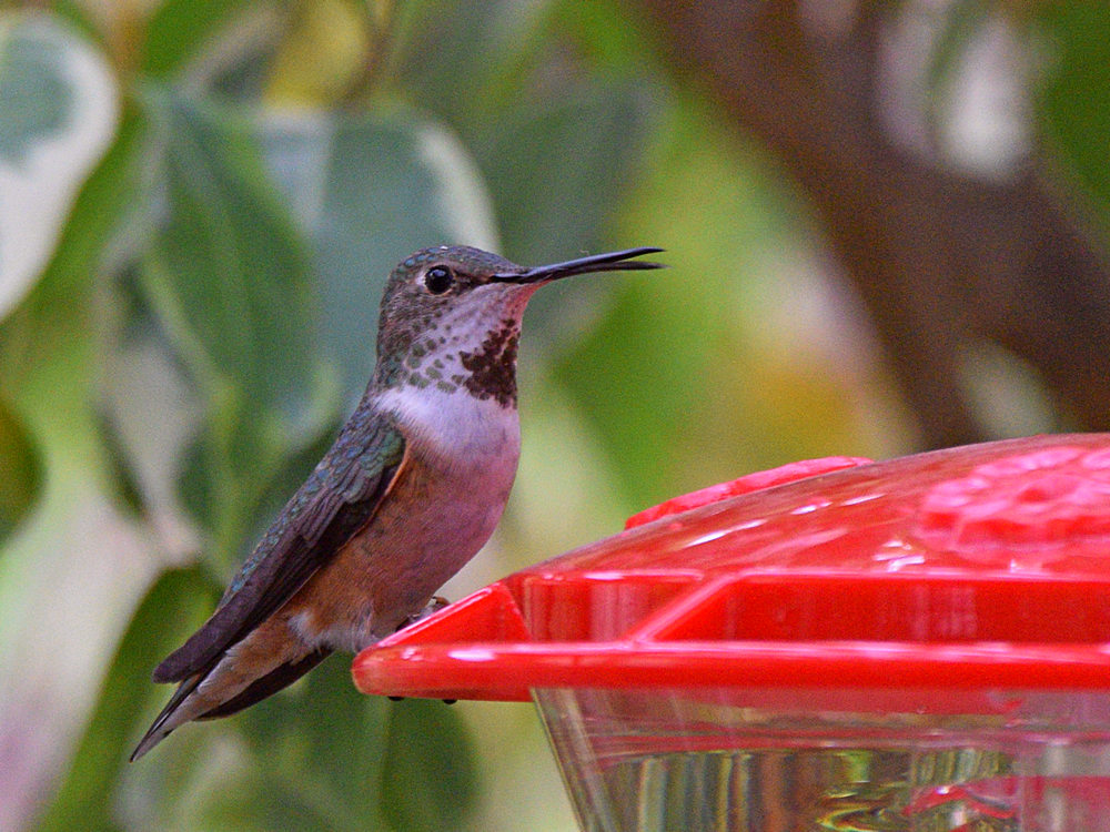 Hummer.jpg