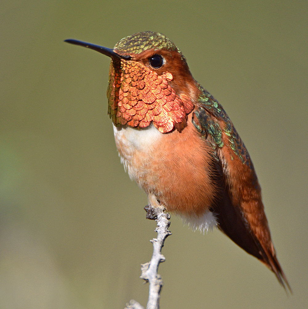 Hummer.jpg
