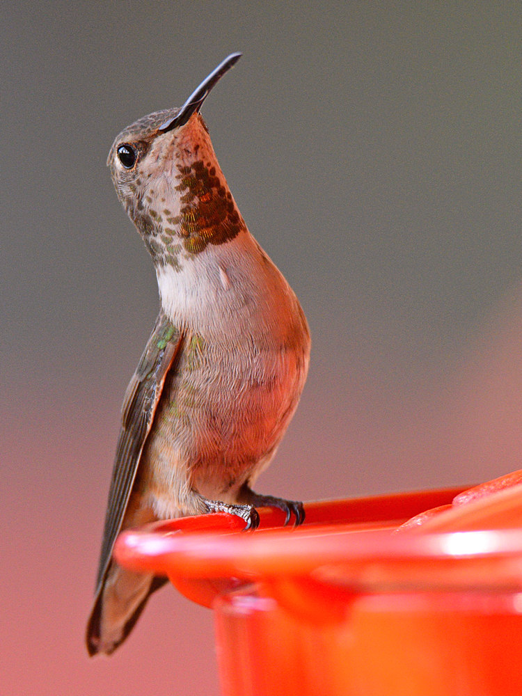 Hummer.jpg