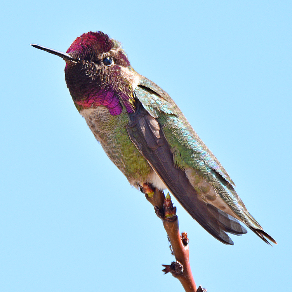 Hummer.jpg