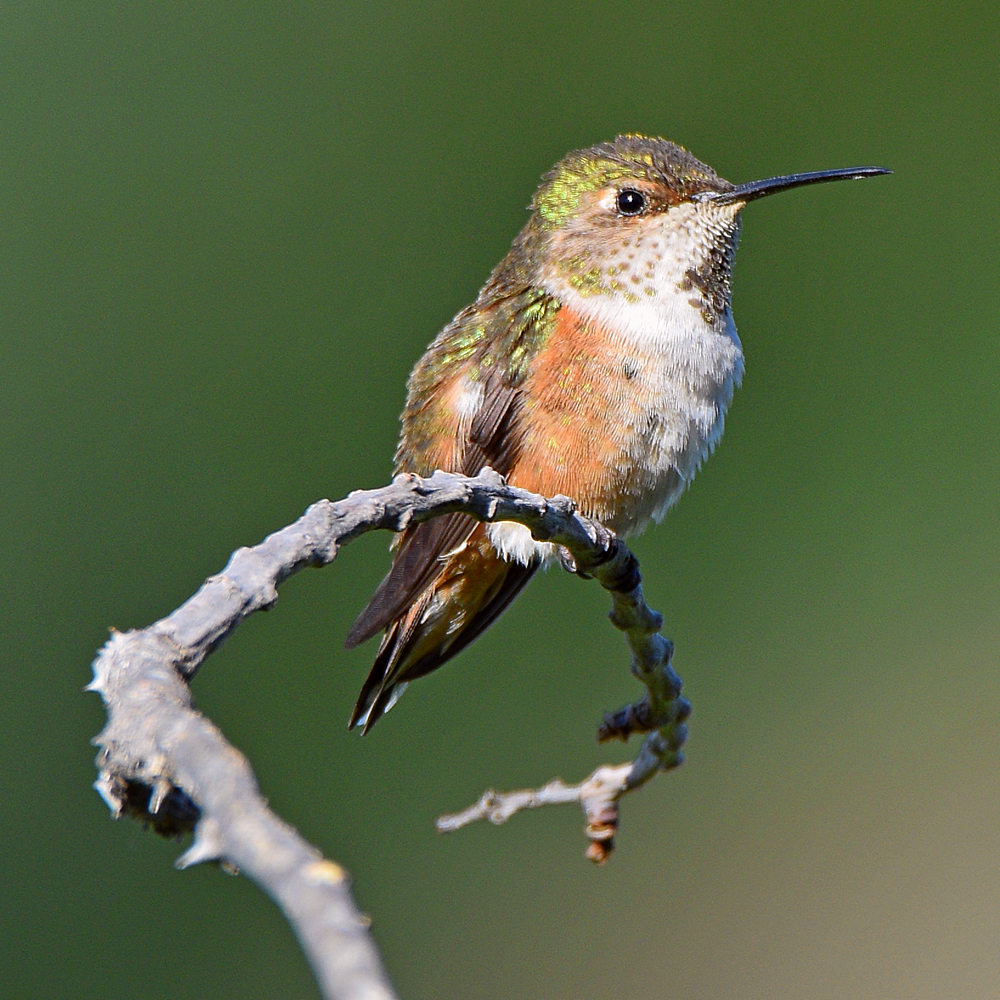 Hummer.jpg