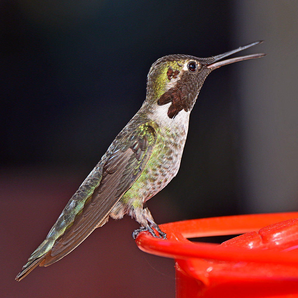 Hummer.jpg