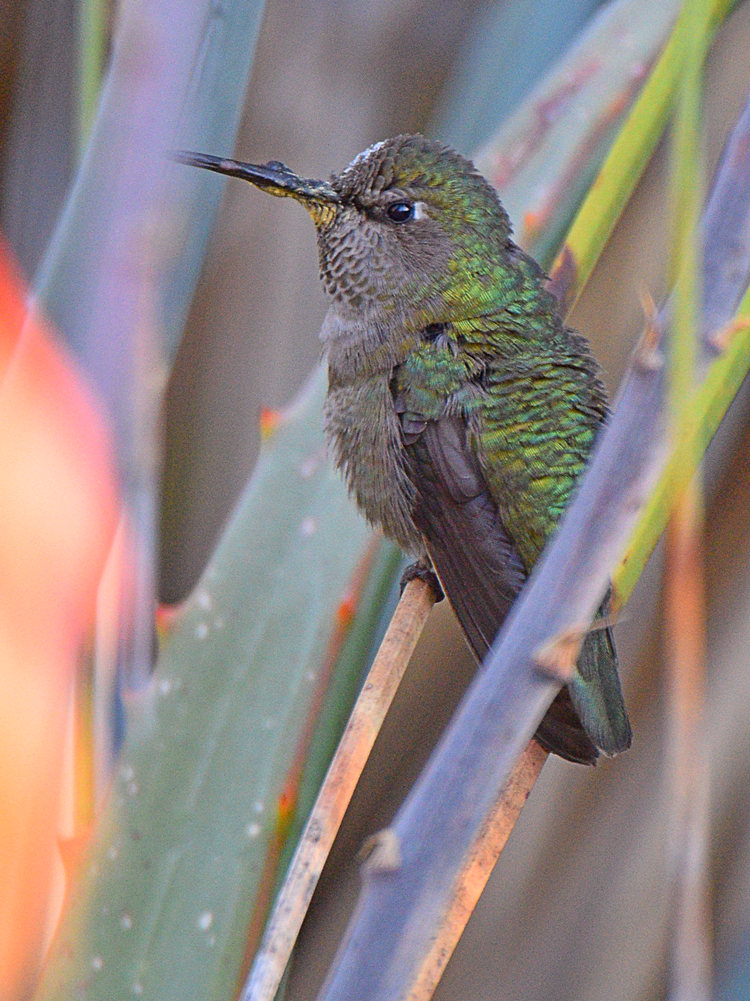 Hummer.jpg