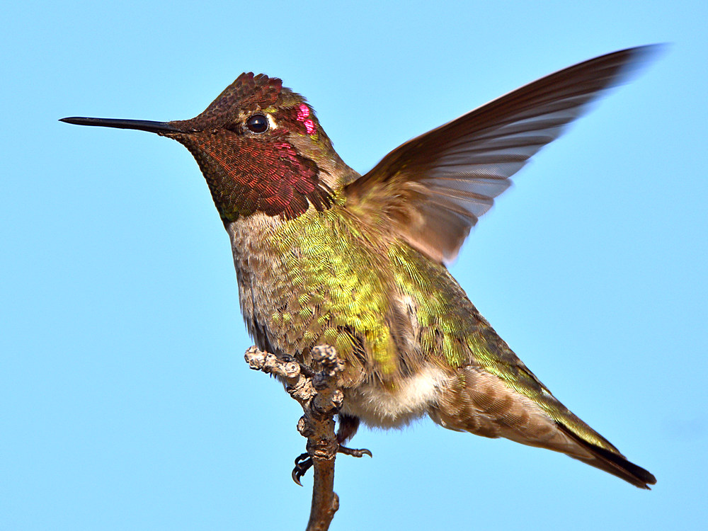 Hummer.jpg