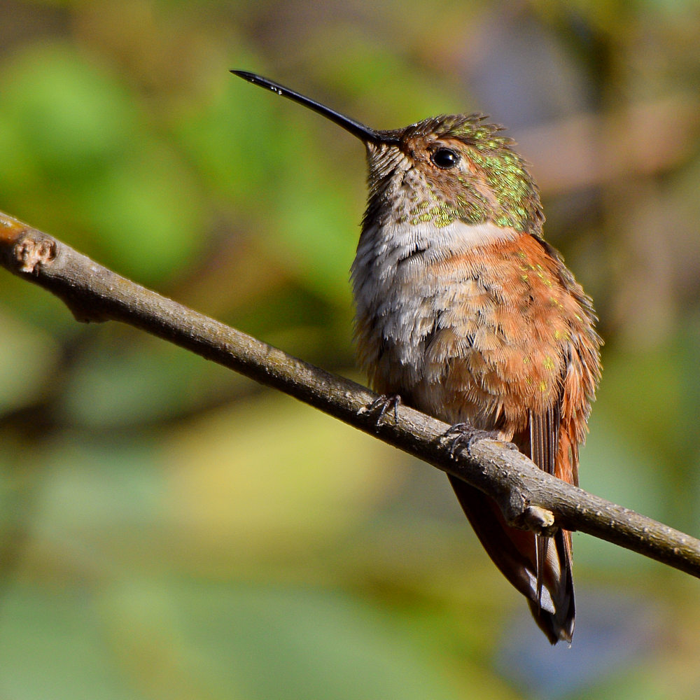 Hummer.jpg