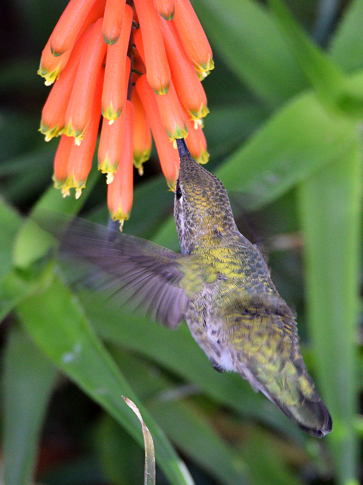 Hummer.jpg