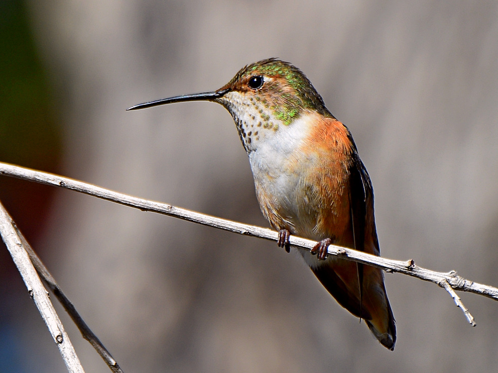 Hummer.jpg