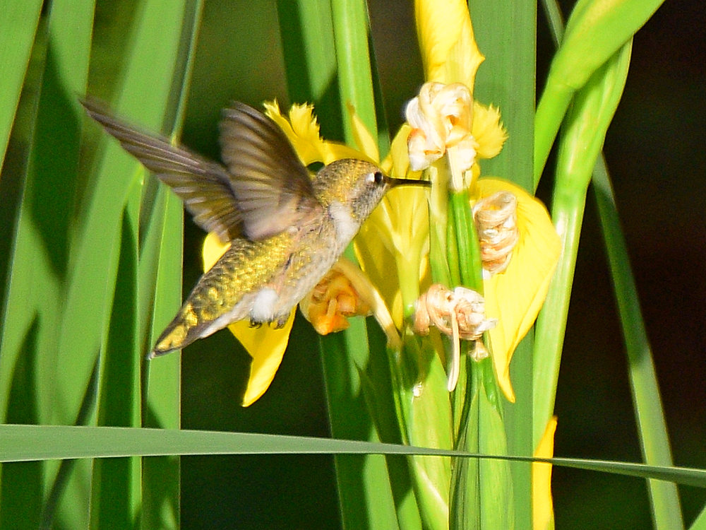 Hummer.jpg
