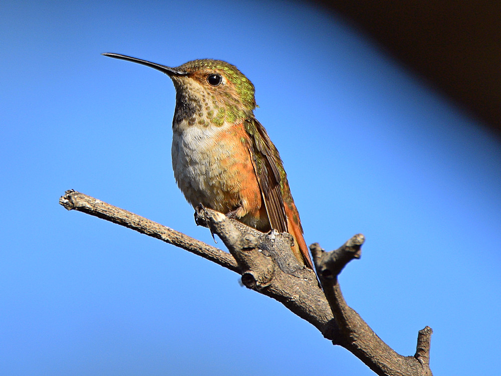 Hummer.jpg