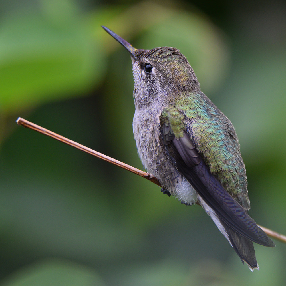 Hummer.jpg