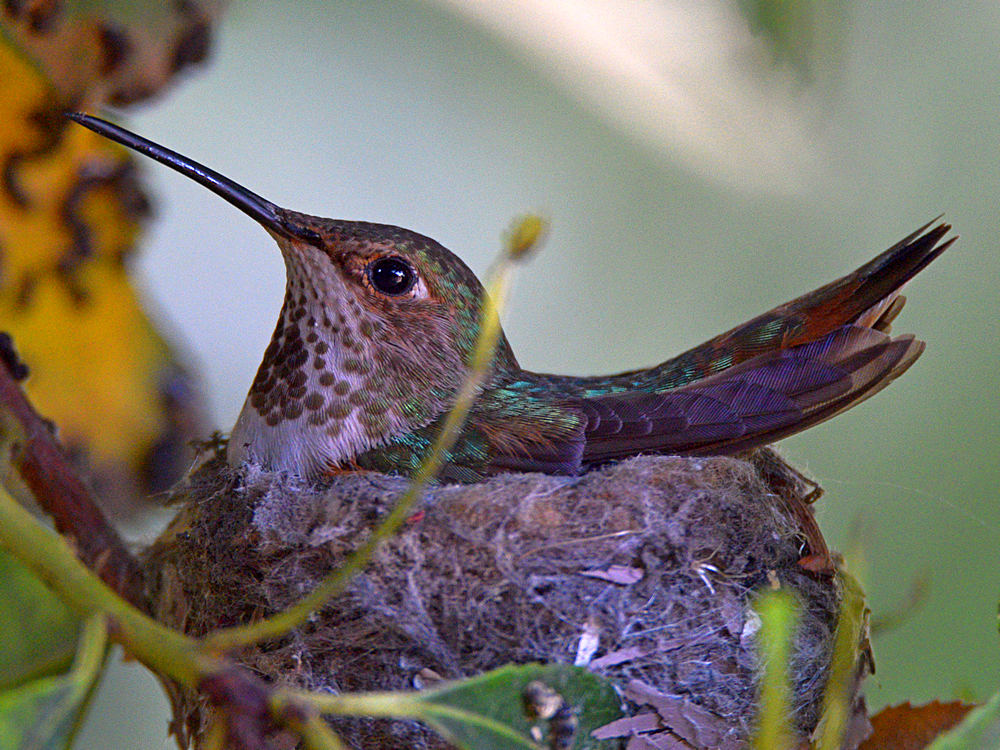 Hummer.jpg