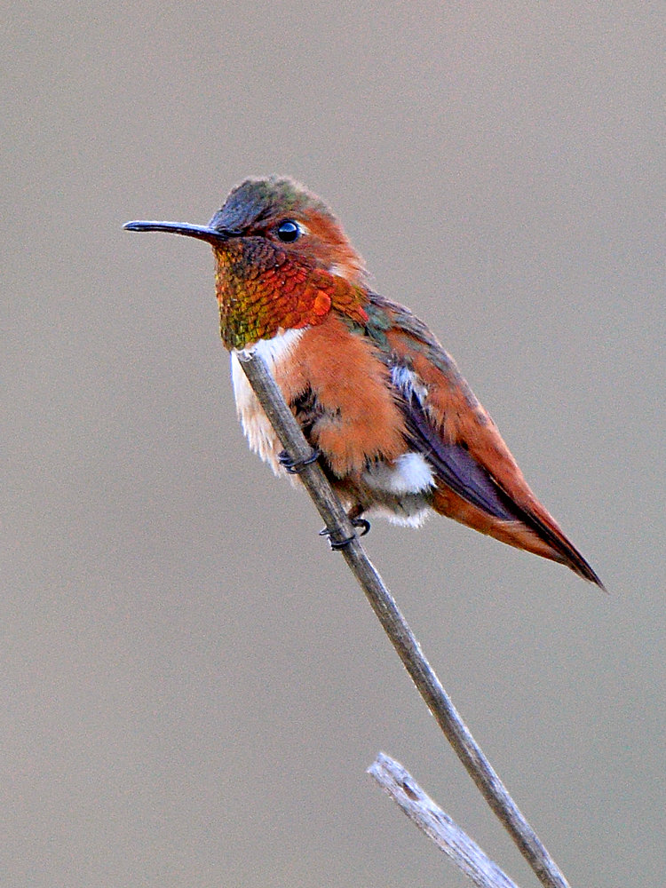 Hummer.jpg