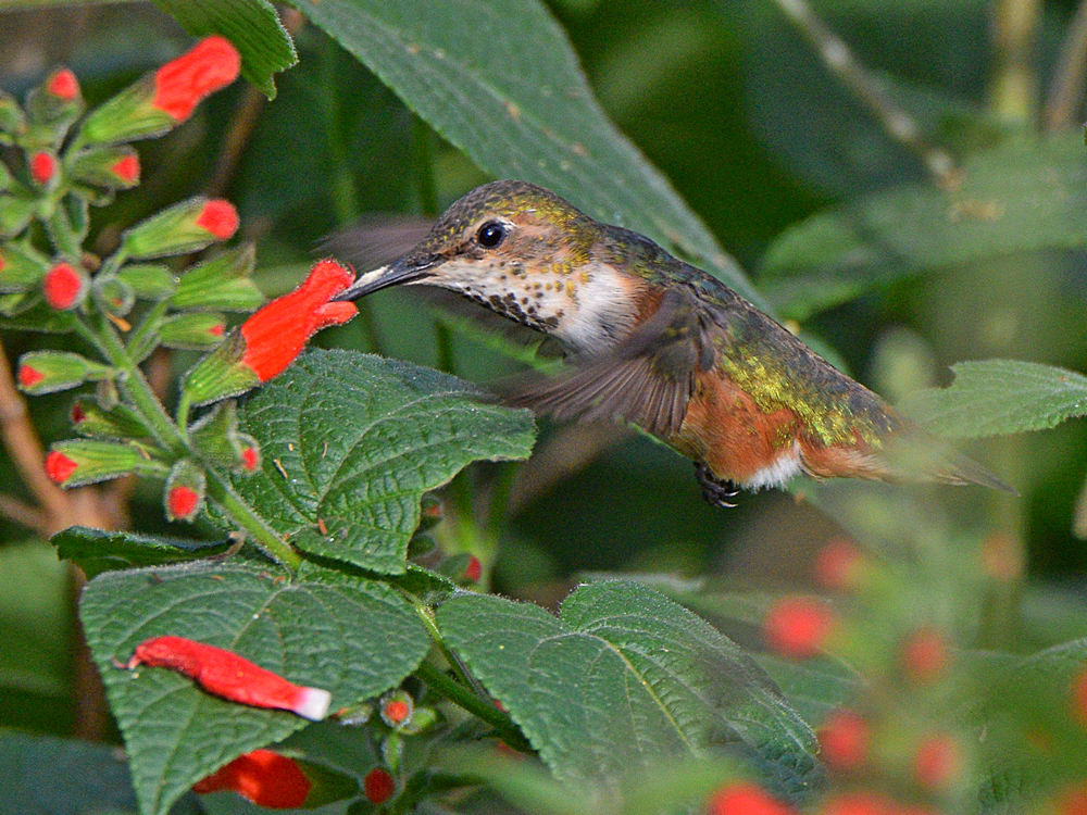 Hummer.jpg