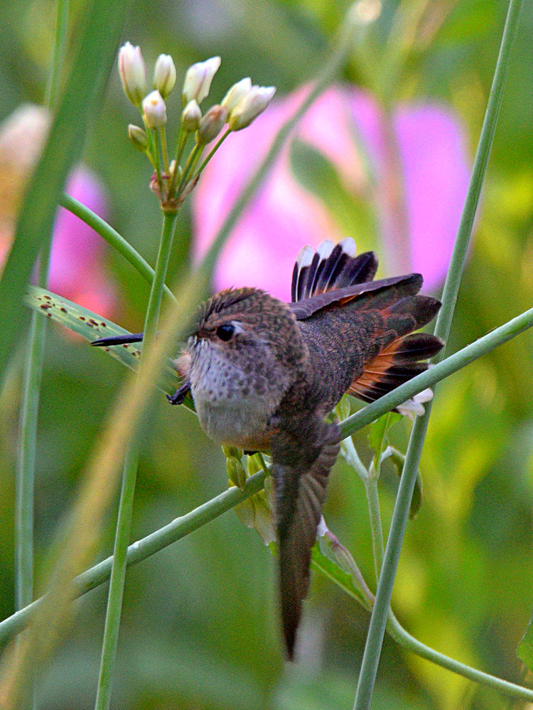 Hummer.jpg