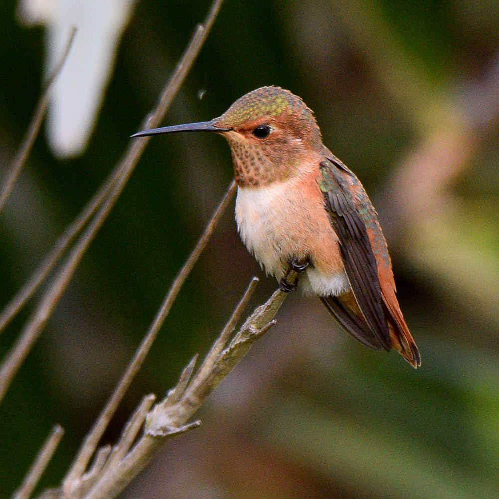 Hummer.jpg