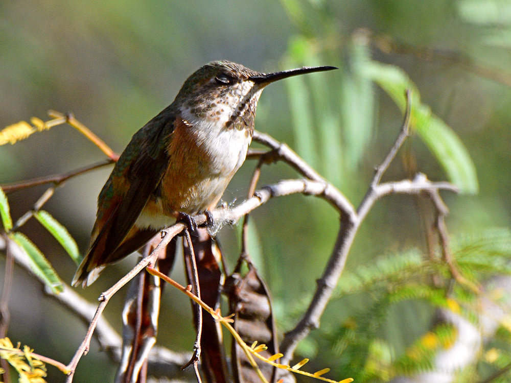 Hummer.jpg