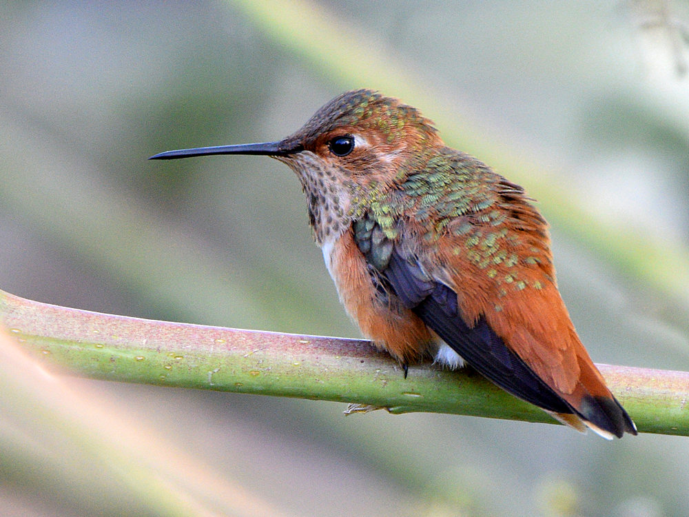 Hummer.jpg
