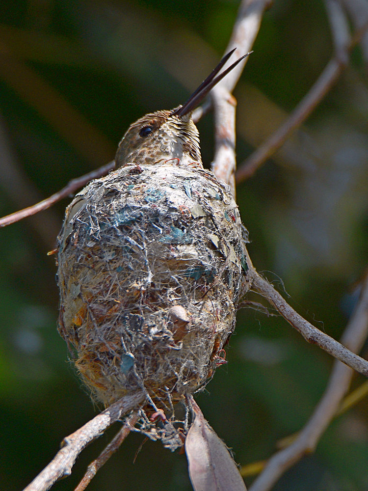 Hummer.jpg