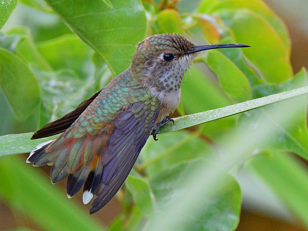 Hummer.jpg