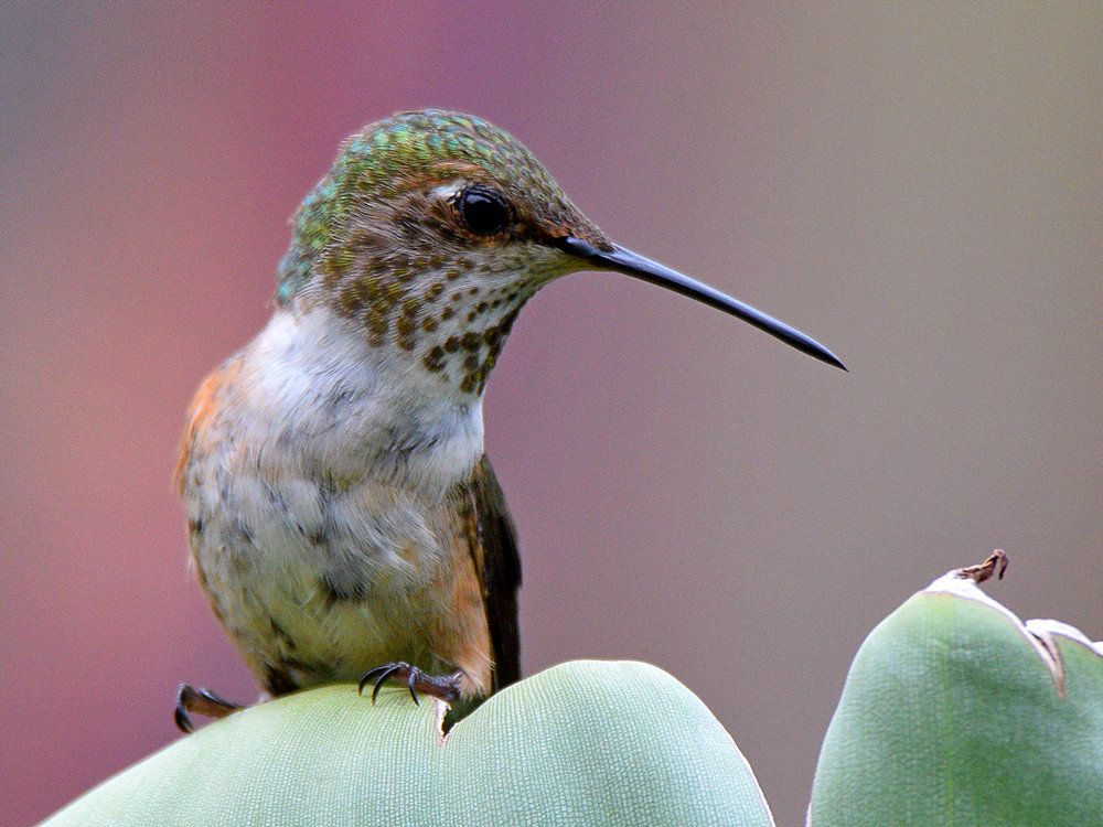 Hummer.jpg