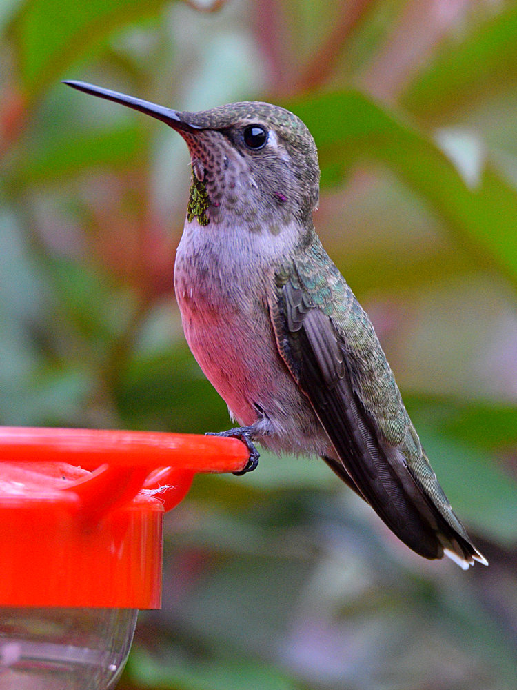 Hummer.jpg
