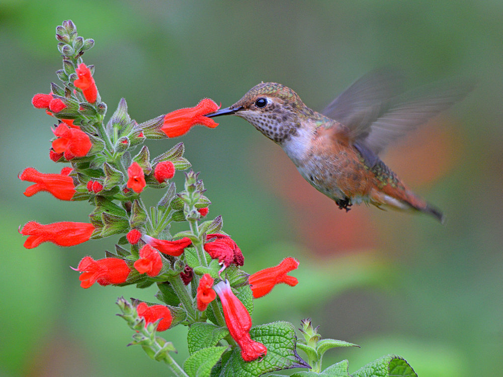 Hummer.jpg