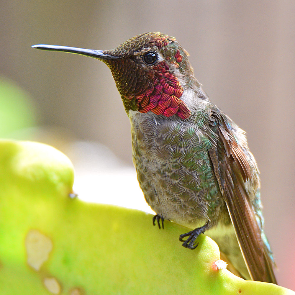Hummer.jpg