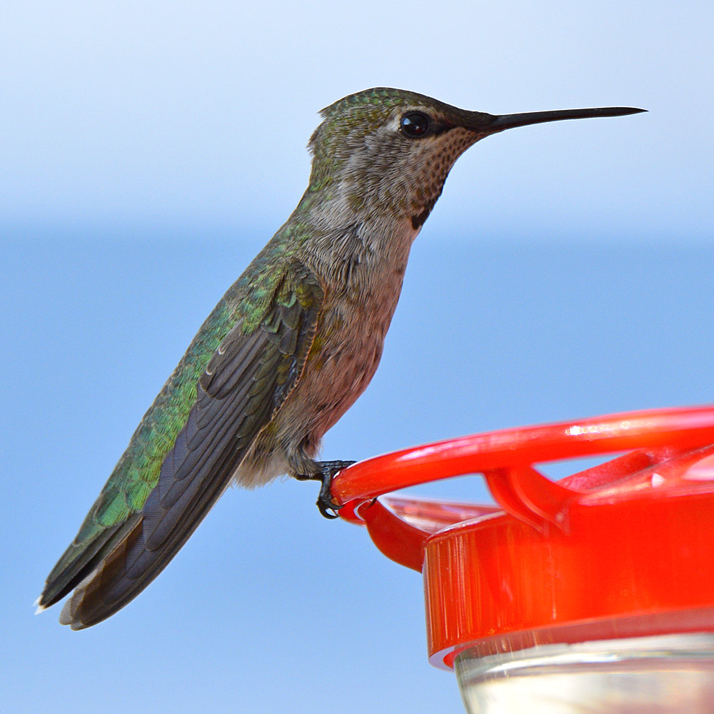 Hummer.jpg