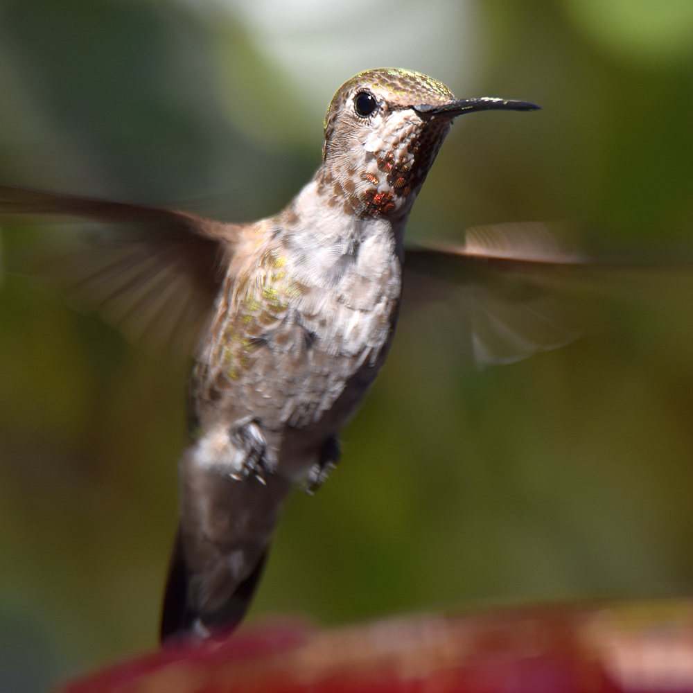 Hummer.jpg