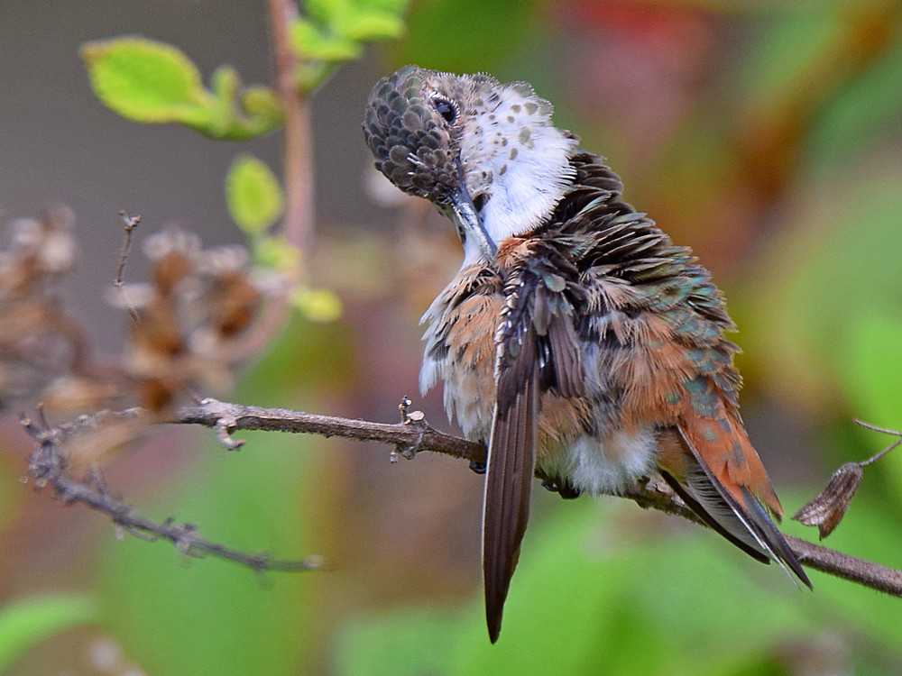 Hummer.jpg
