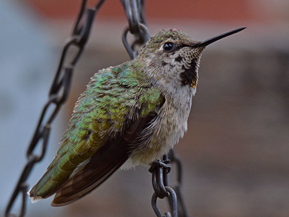 Hummer.jpg
