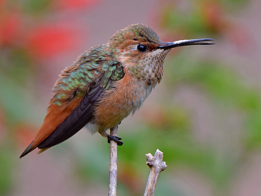 Hummer.jpg