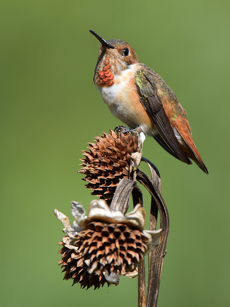 Hummer.jpg