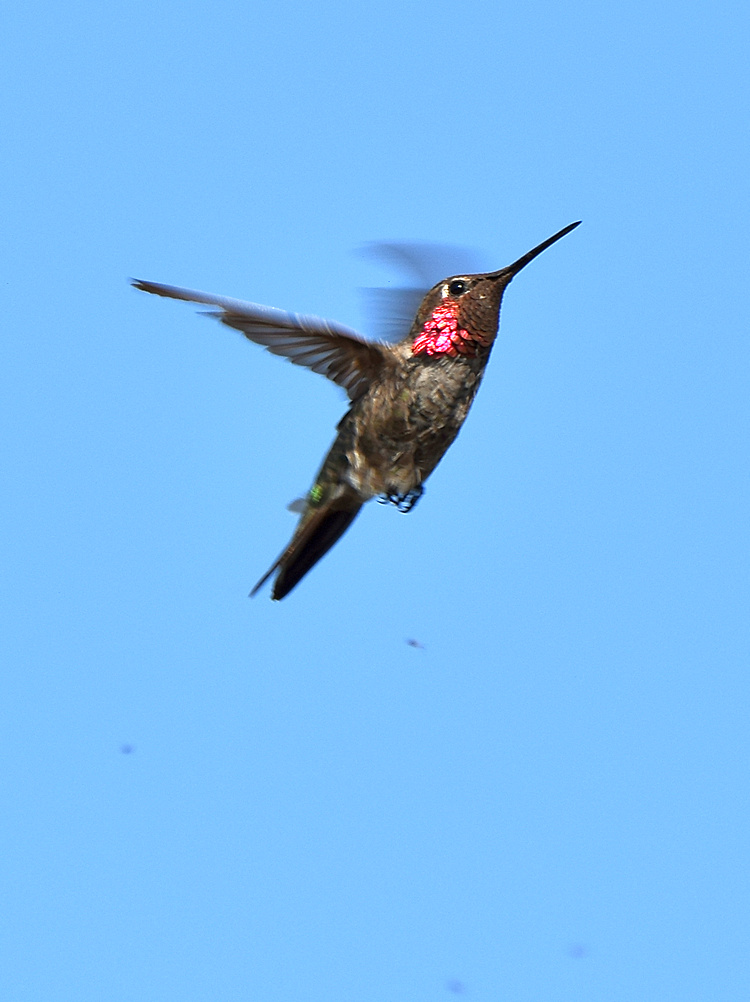 Hummer.jpg