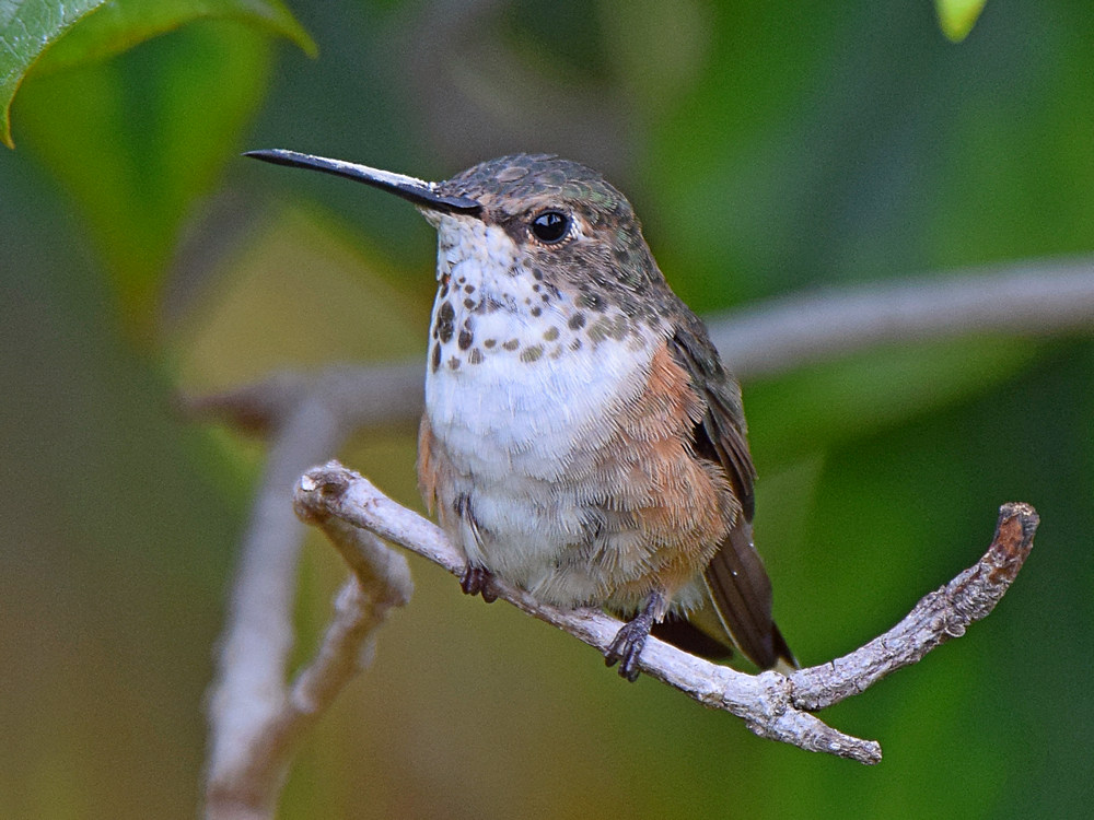 Hummer.jpg