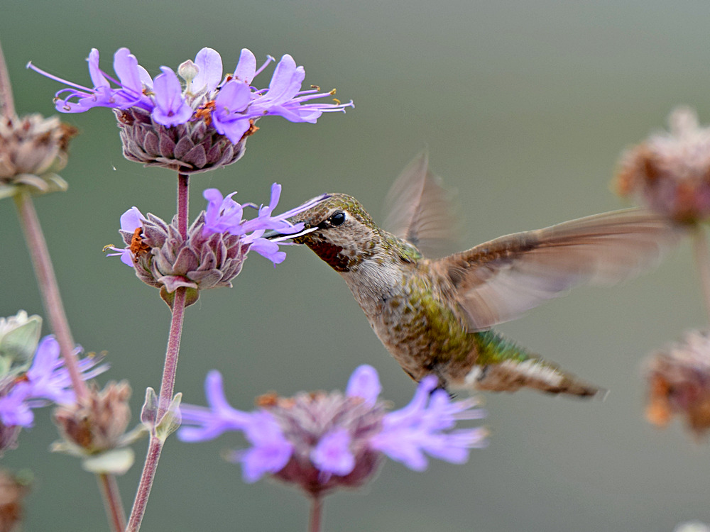 Hummer.jpg