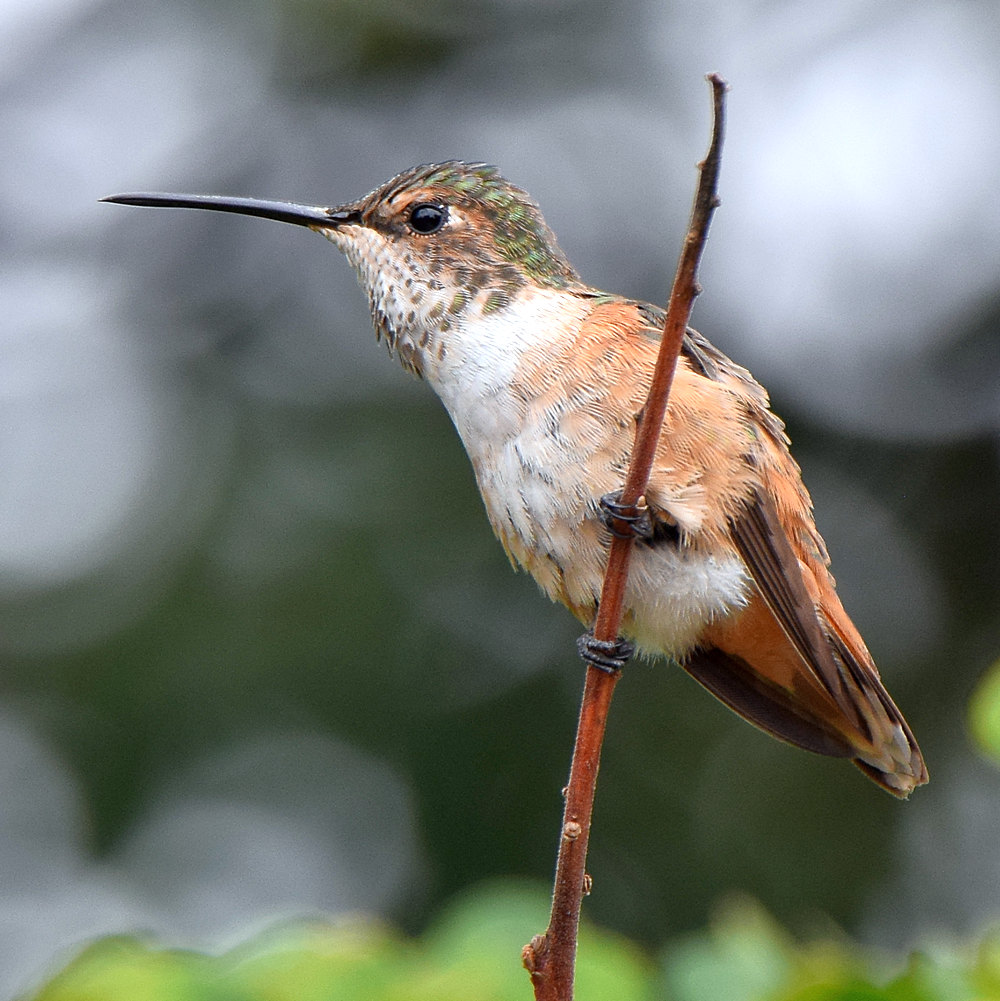Hummer.jpg