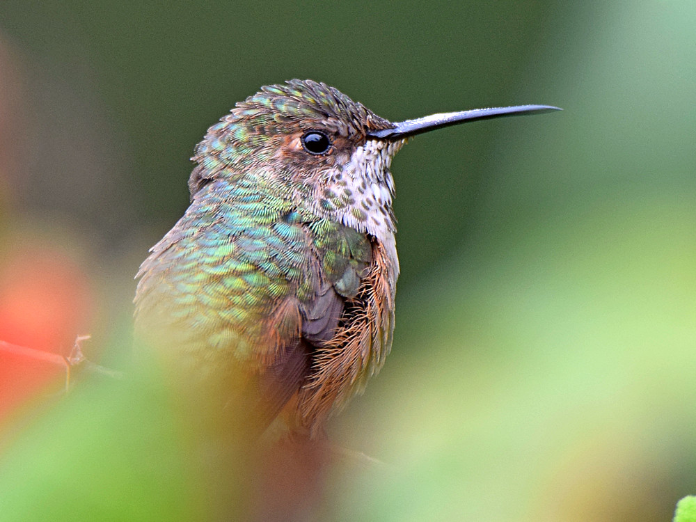 Hummer.jpg