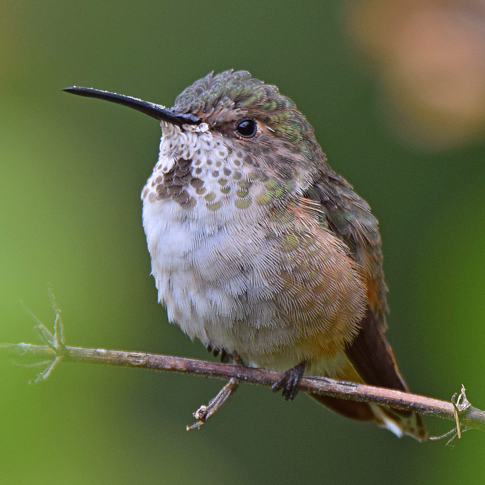 Hummer.jpg
