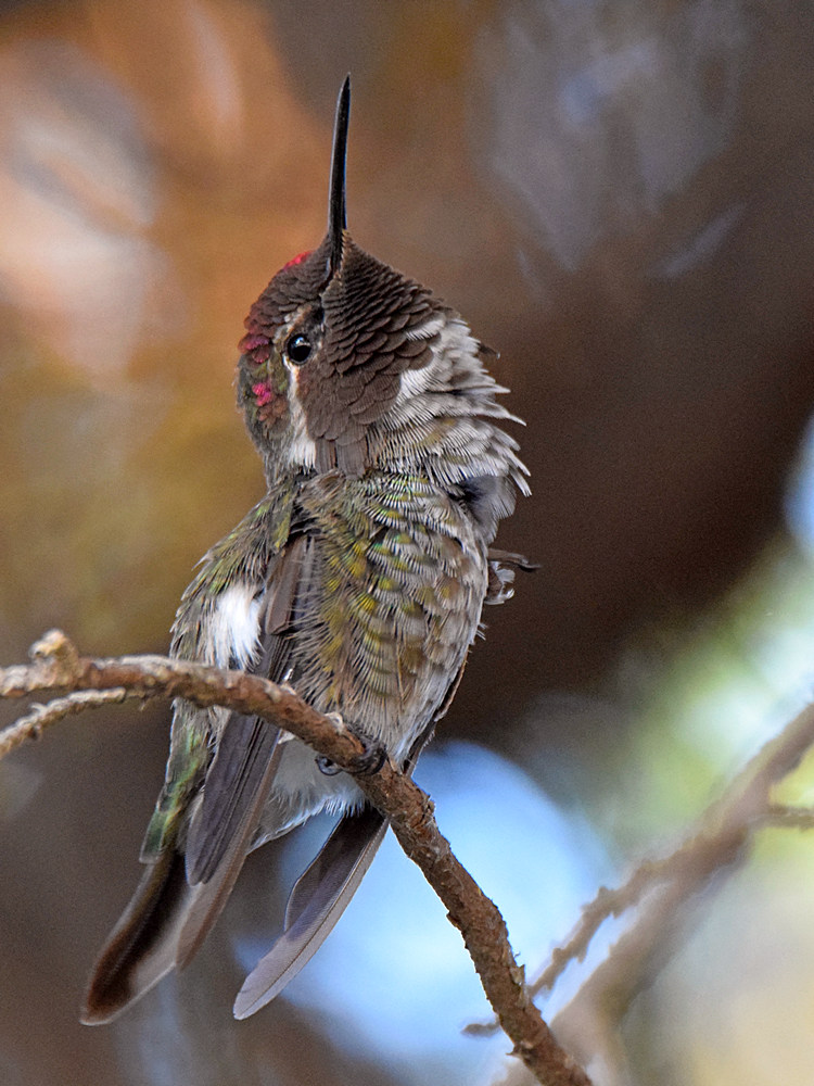 Hummer.jpg