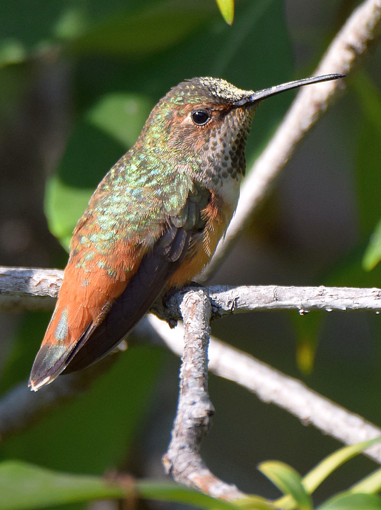 Hummer.jpg