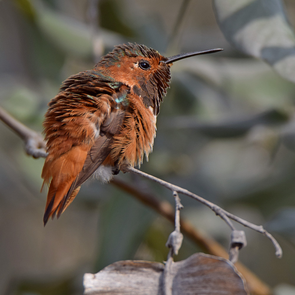 Hummer.jpg