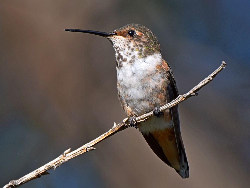 Hummer.jpg