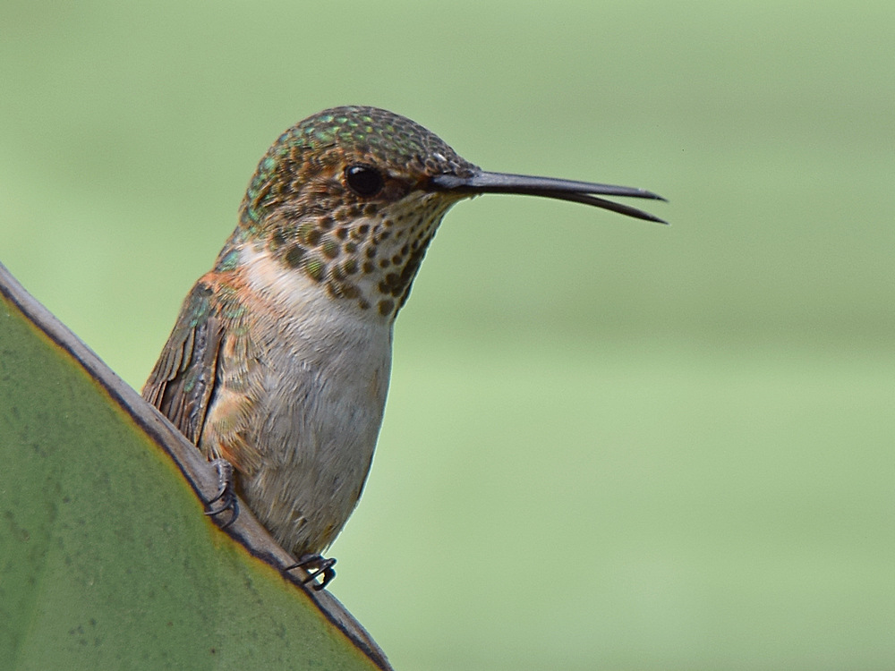 Hummer.jpg