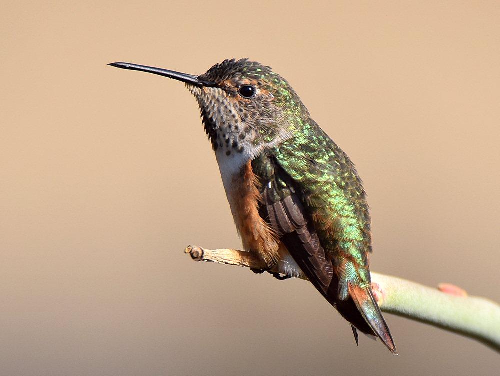 Hummer.jpg