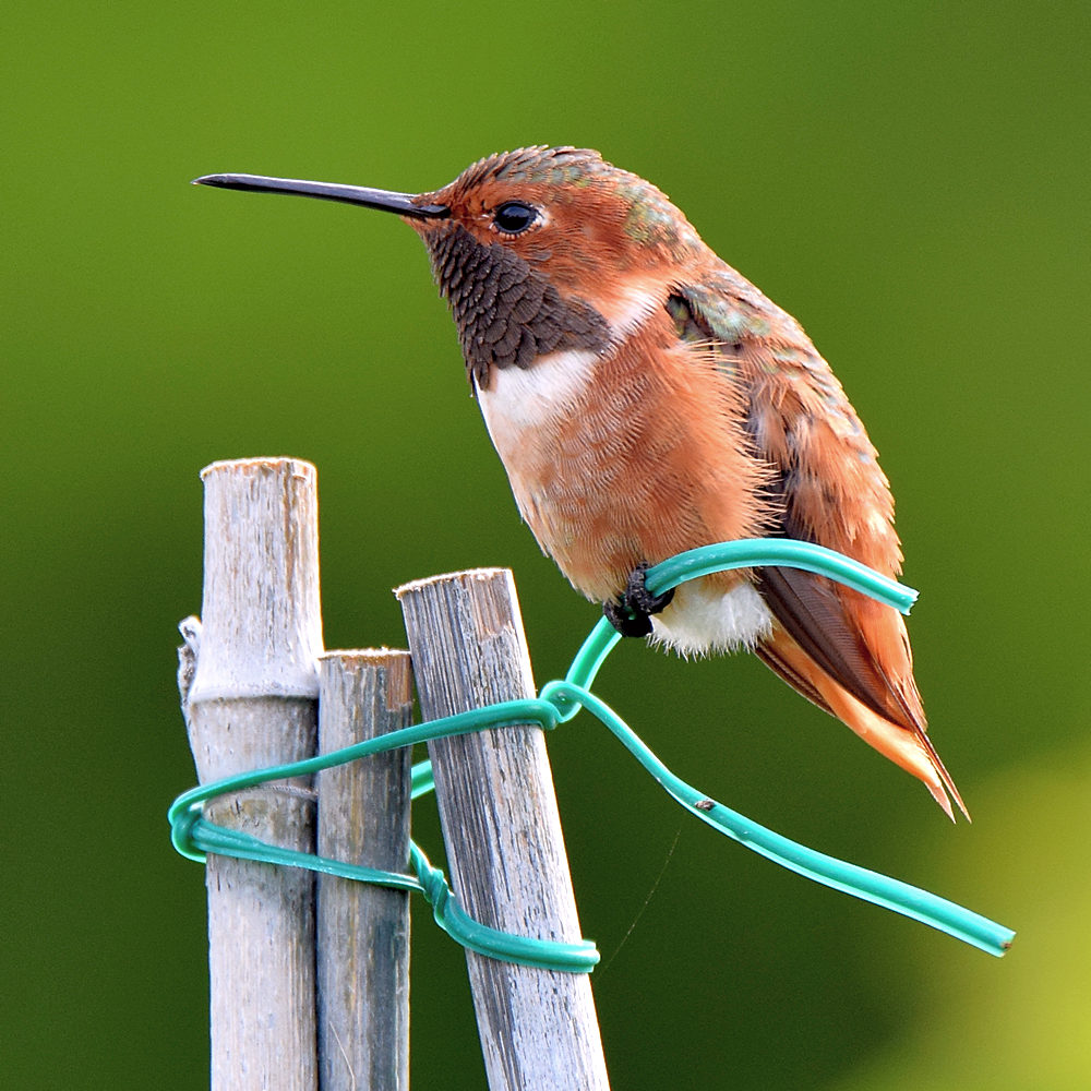 Hummer.jpg