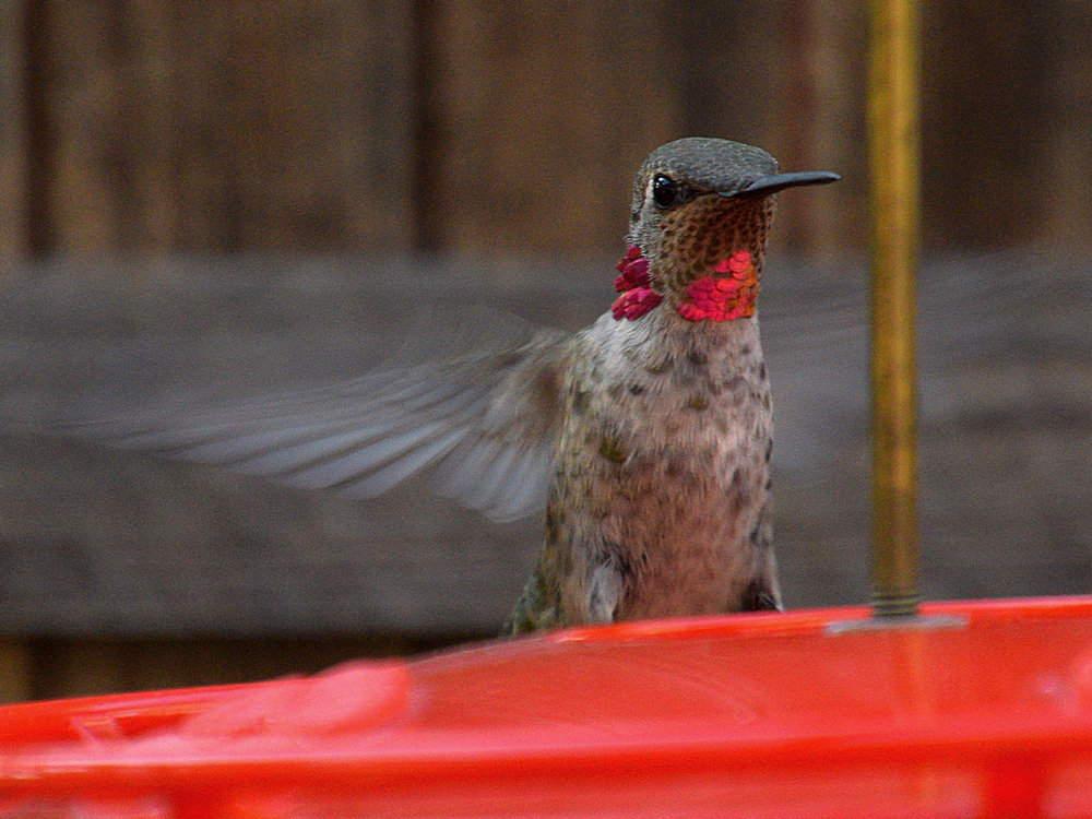 Hummer.jpg